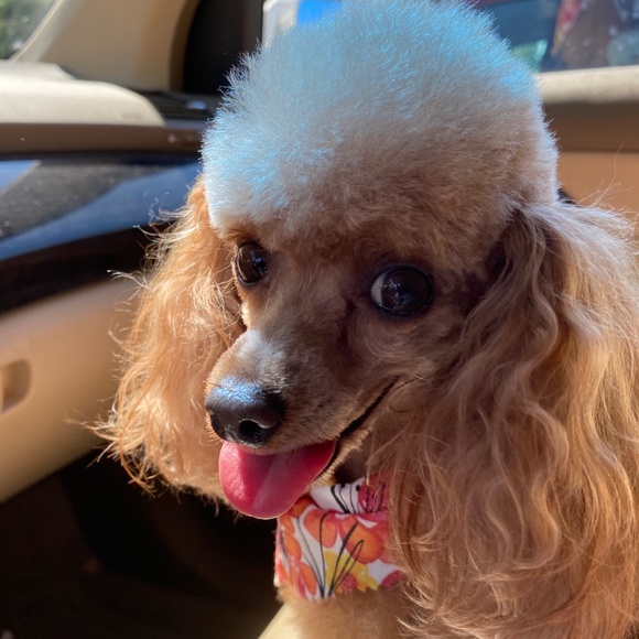 Meet Your Posher, Robin! - Picture 12 of 16